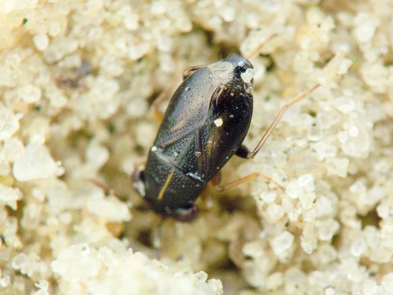 Geocoris ater (Fabricius, 1787)